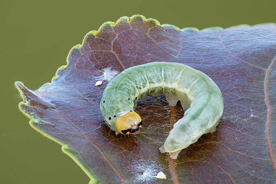 Bruco: Tethea ocularis - Drepanidae